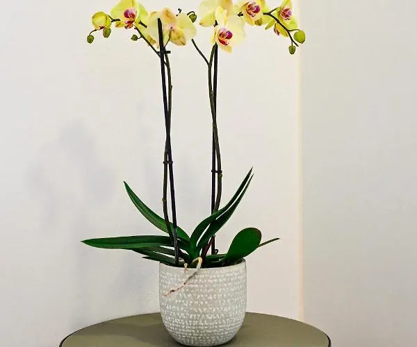 Appartement Summer Dream Luxury Drios